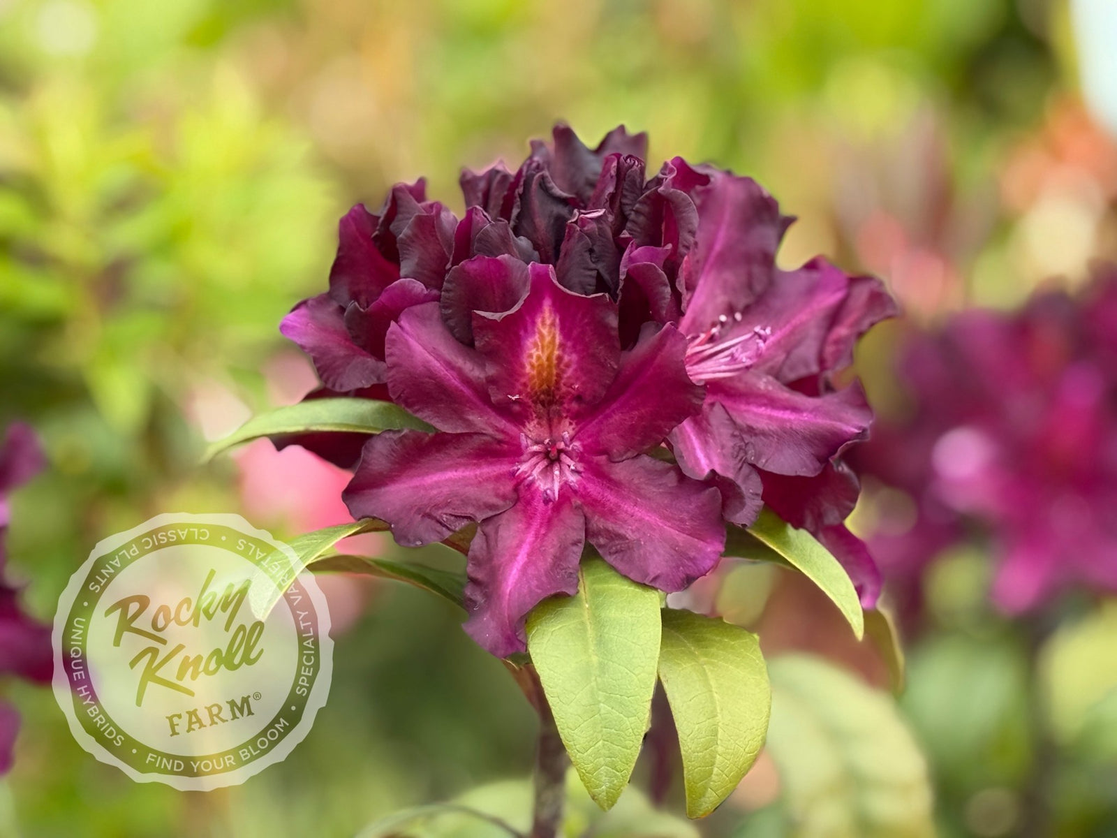 günstige rhododendron Black Adder