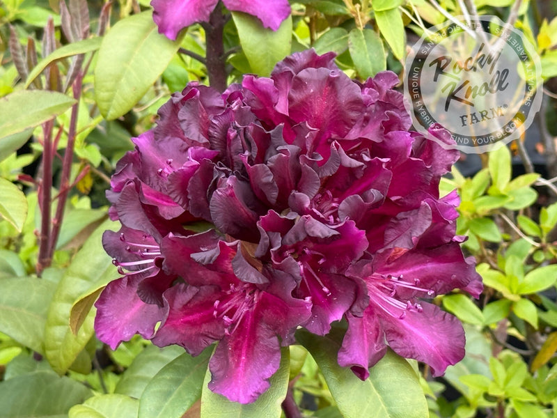 Black Adder plant from Rocky Knoll Farm