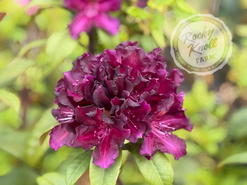 Black Adder plant from Rocky Knoll Farm