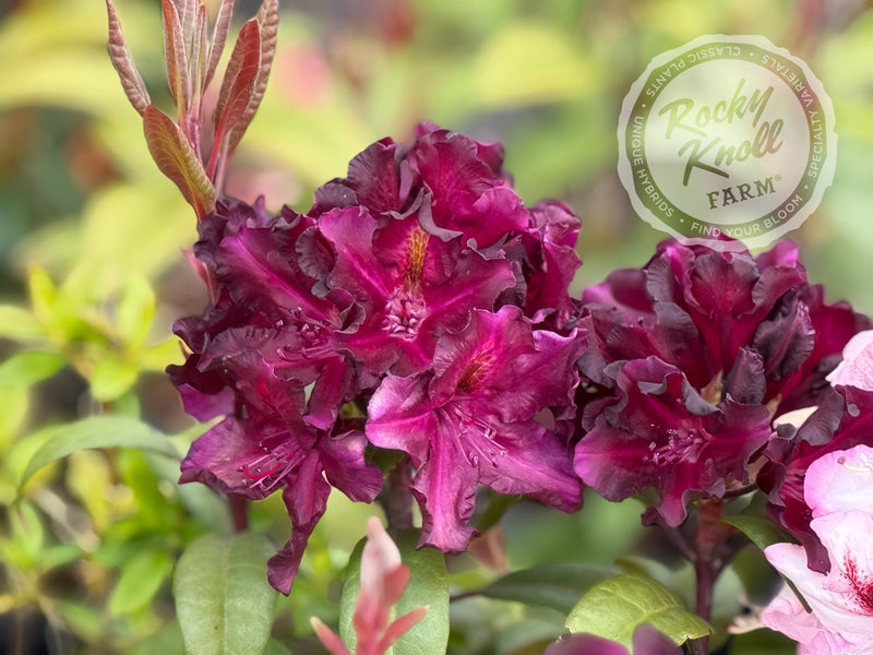 Black Adder plant from Rocky Knoll Farm