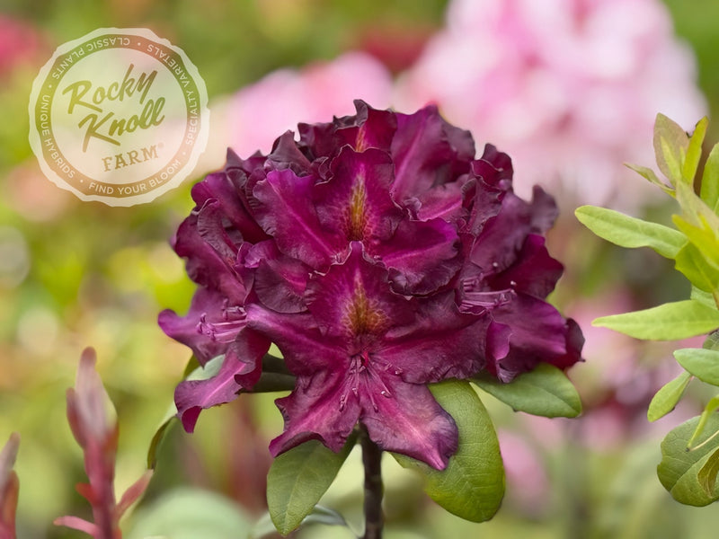 Black Adder plant from Rocky Knoll Farm