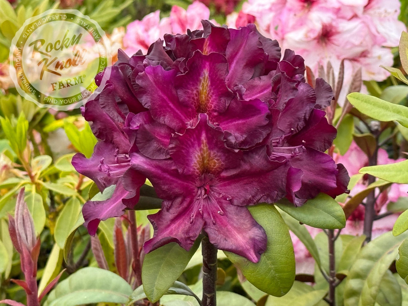 baldur rhododendron Black Adder