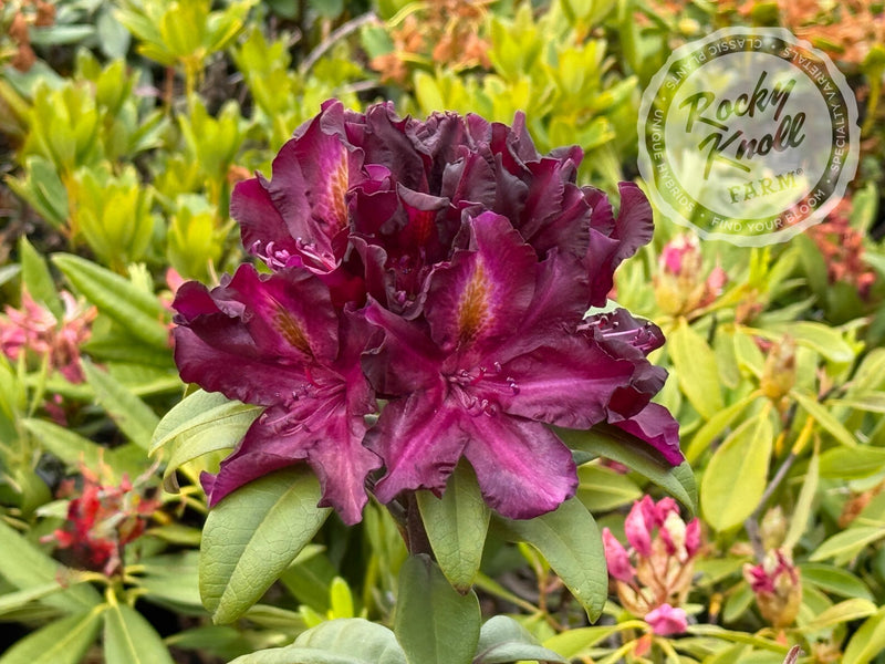 Black Adder plant from Rocky Knoll Farm