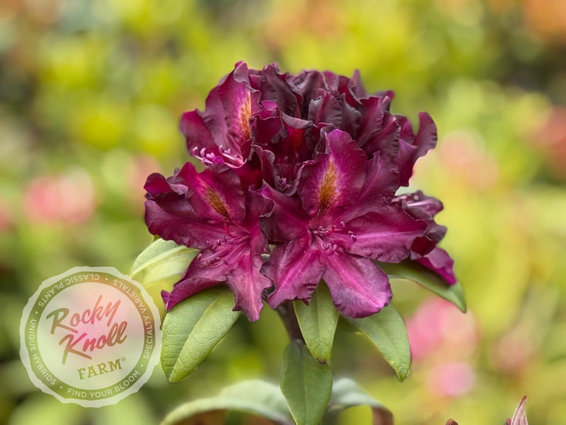 Black Adder plant from Rocky Knoll Farm