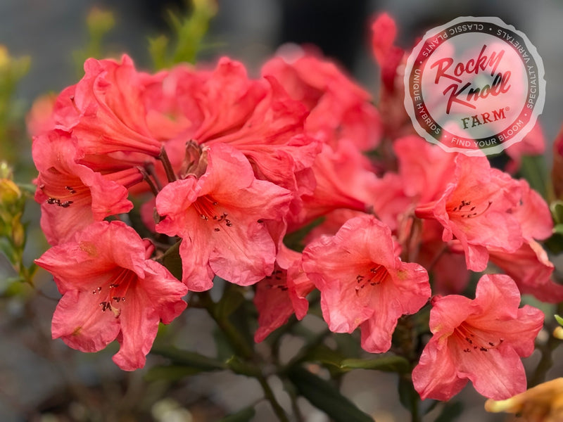 Tortoiseshell Wonder plant from Rocky Knoll Farm