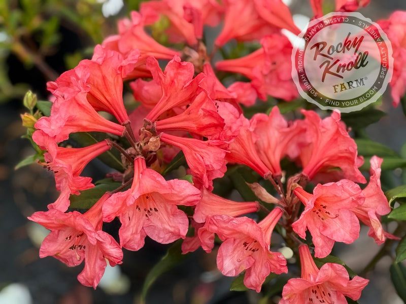 Tortoiseshell Wonder plant from Rocky Knoll Farm