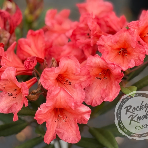 レザレクション　フラワーアートノースリーブ　S レザレクション フラワーアートノースリーブ S レザレクション