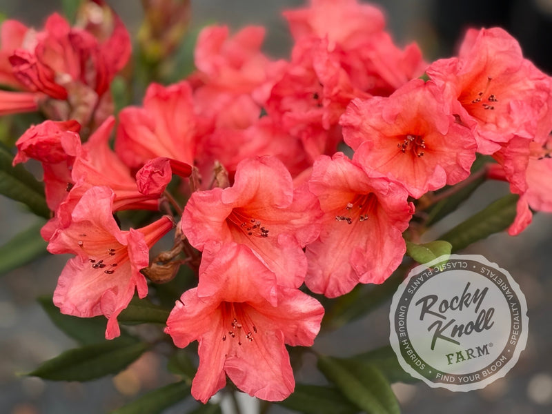 Tortoiseshell Wonder plant from Rocky Knoll Farm
