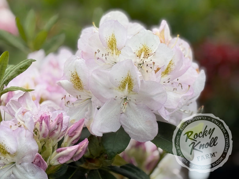 Gomer Waterer plant from Rocky Knoll Farm