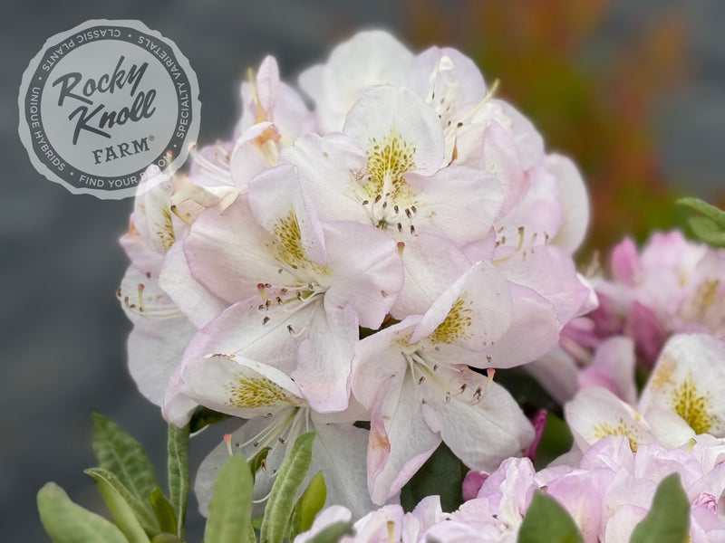 Gomer Waterer plant from Rocky Knoll Farm