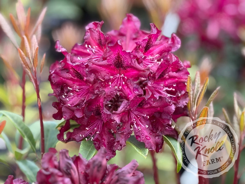 Warlock - Rocky Knoll Farm
