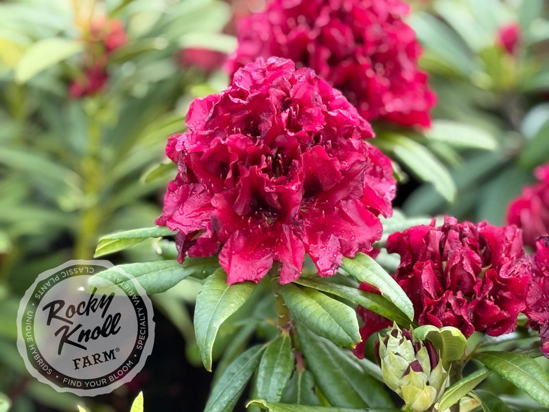 Jim’s Black Heart plant from Rocky Knoll Farm