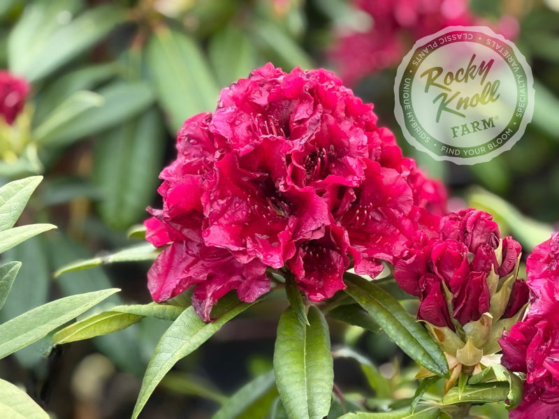 Jim’s Black Heart plant from Rocky Knoll Farm