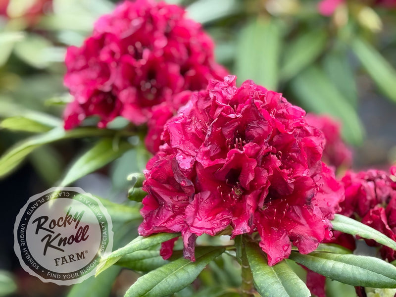 Jim’s Black Heart plant from Rocky Knoll Farm