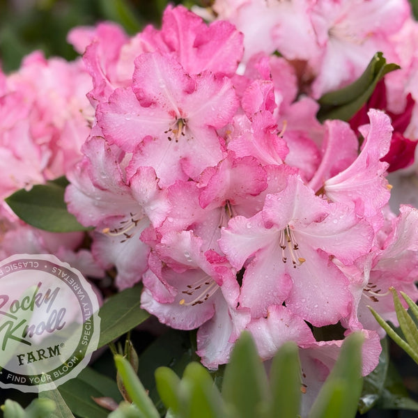 Lem's Monarch (or Pink Walloper) - Rocky Knoll Farm