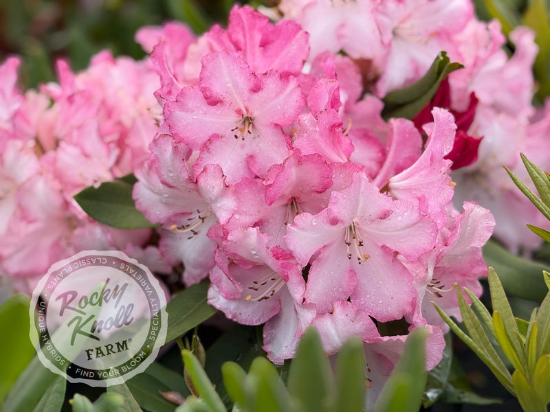 Lem's Monarch (or Pink Walloper) plant from Rocky Knoll Farm