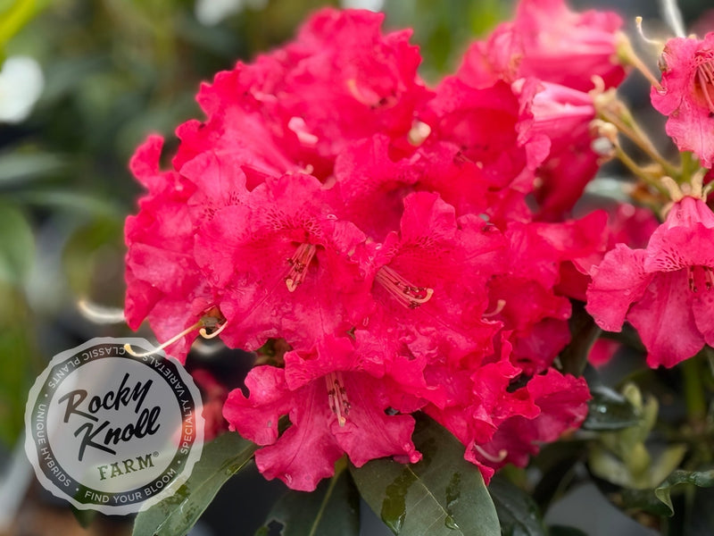 Johnny Bender plant from Rocky Knoll Farm