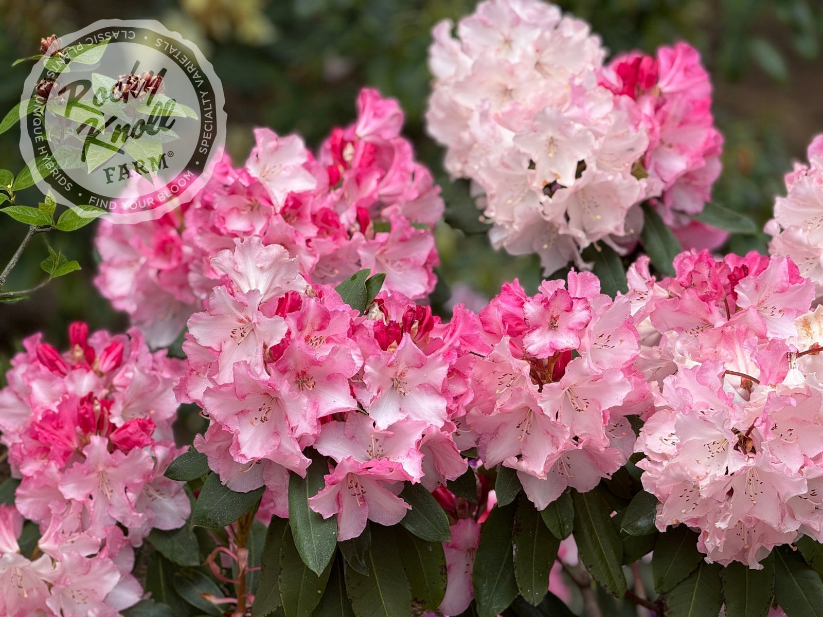 Point Defiance - Rocky Knoll Farm