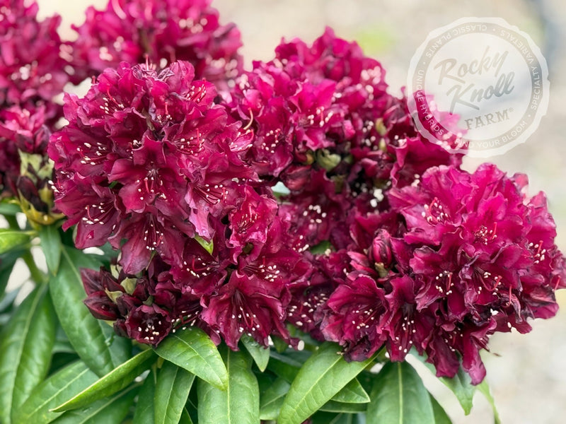 Polarnacht plant from Rocky Knoll Farm