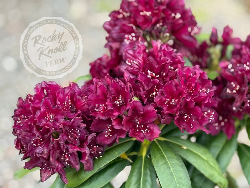 Polarnacht plant from Rocky Knoll Farm