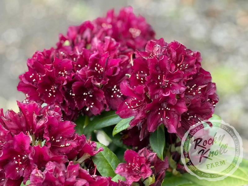 Polarnacht plant from Rocky Knoll Farm