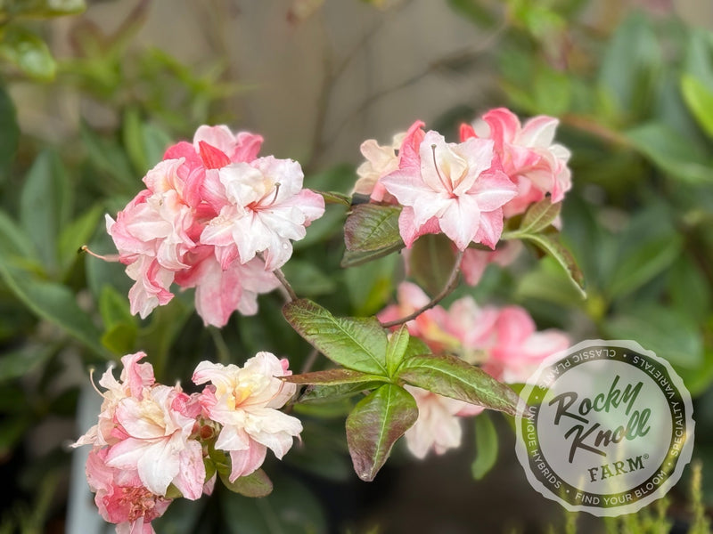 Cannon's Double plant from Rocky Knoll Farm