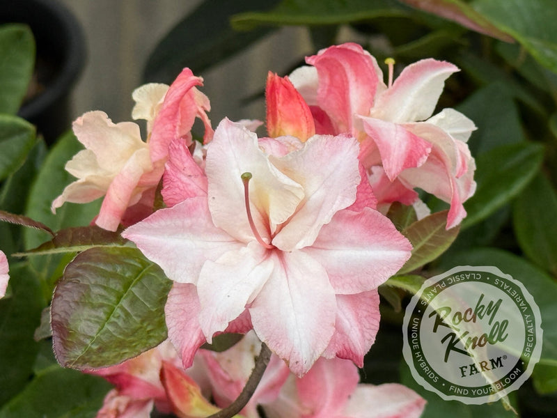 Cannon's Double plant from Rocky Knoll Farm