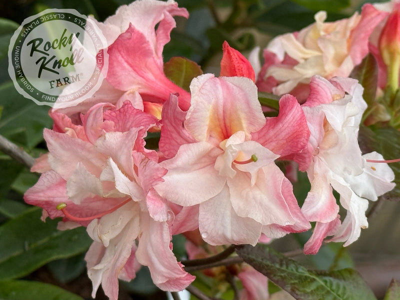 Cannon's Double plant from Rocky Knoll Farm