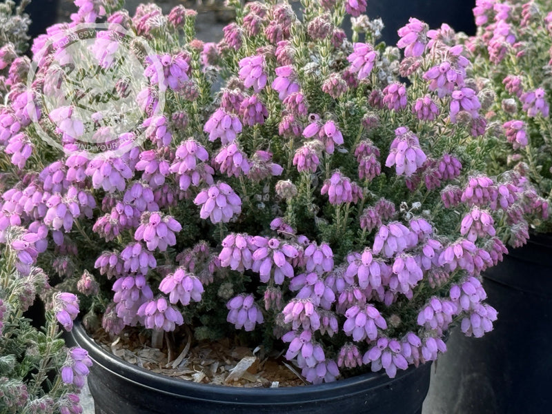 Erica Hookstone Pink Heath plant from Rocky Knoll Farm