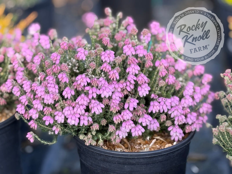 Erica Hookstone Pink Heath plant from Rocky Knoll Farm