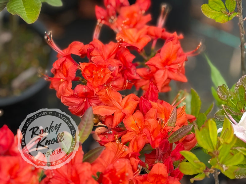 Fireball plant from Rocky Knoll Farm
