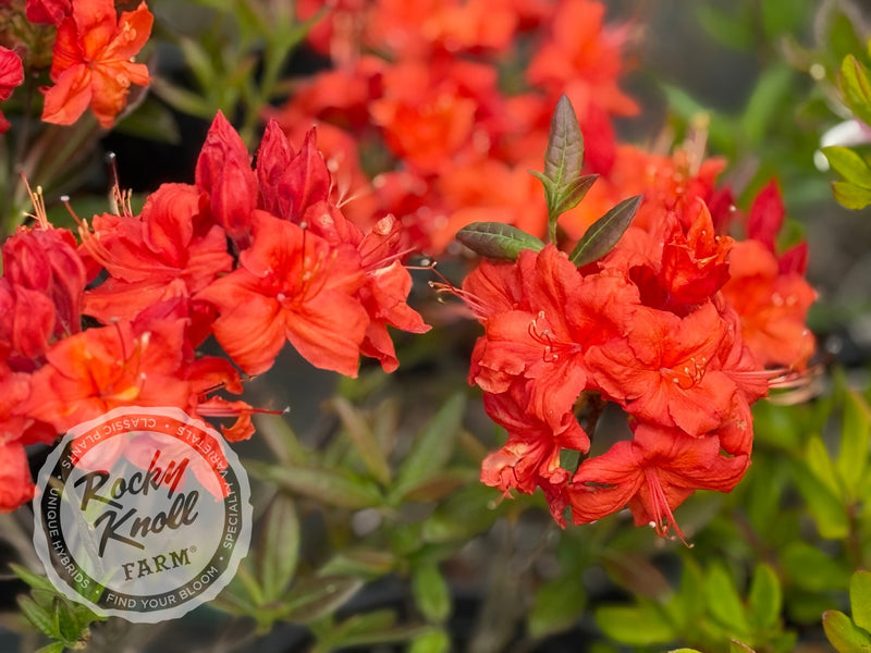Fireball plant from Rocky Knoll Farm