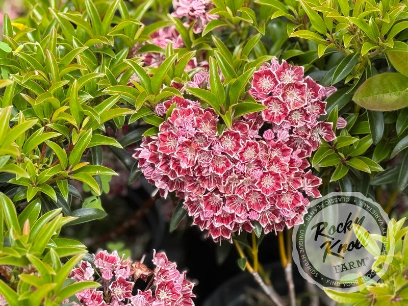 Kalmia latifolia 'Starburst' Mountain Laurel plant from Rocky Knoll Farm