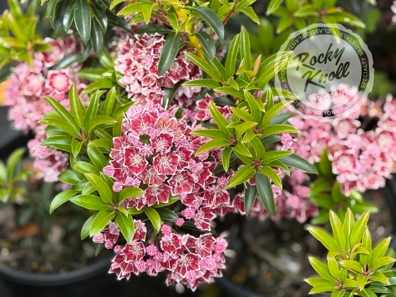 Kalmia latifolia 'Starburst' Mountain Laurel plant from Rocky Knoll Farm