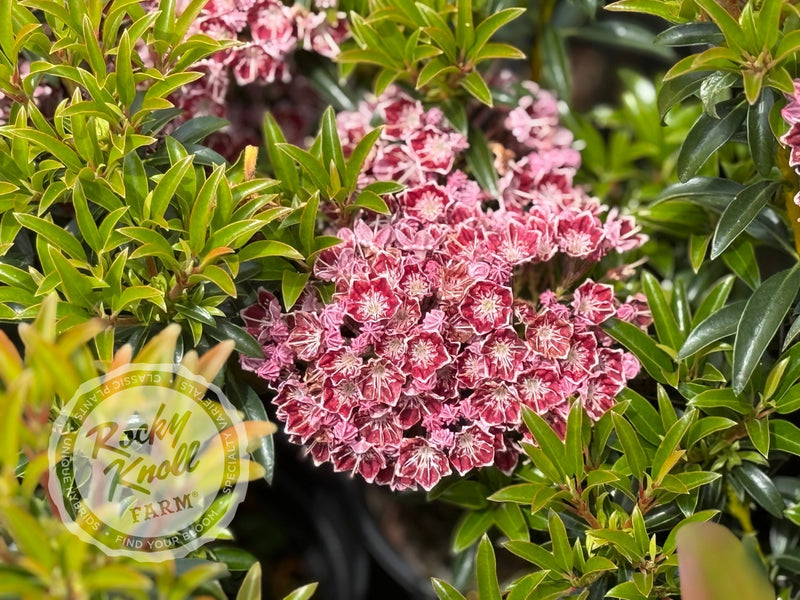 Kalmia latifolia 'Starburst' Mountain Laurel plant from Rocky Knoll Farm