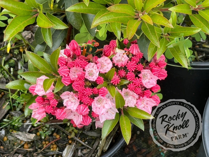 Kalmia latifolia 'Tiddlywinks' Mountain Laurel plant from Rocky Knoll Farm