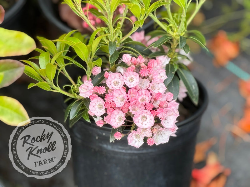 Kalmia latifolia 'Tiddlywinks' Mountain Laurel plant from Rocky Knoll Farm
