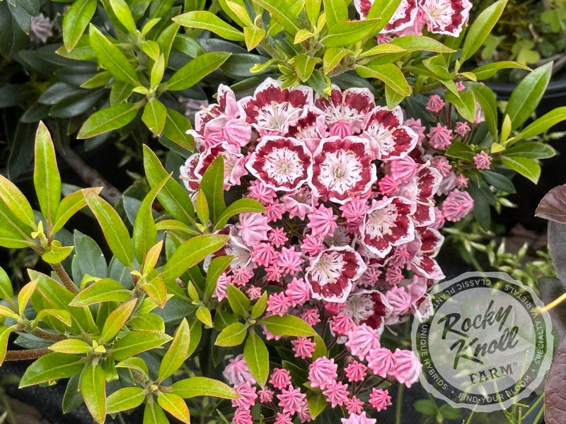 Kalmia latifolia 'Minuet' Mountain Laurel plant from Rocky Knoll Farm