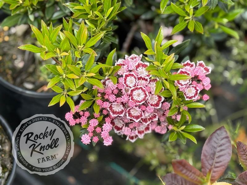 Kalmia latifolia 'Minuet' Mountain Laurel plant from Rocky Knoll Farm
