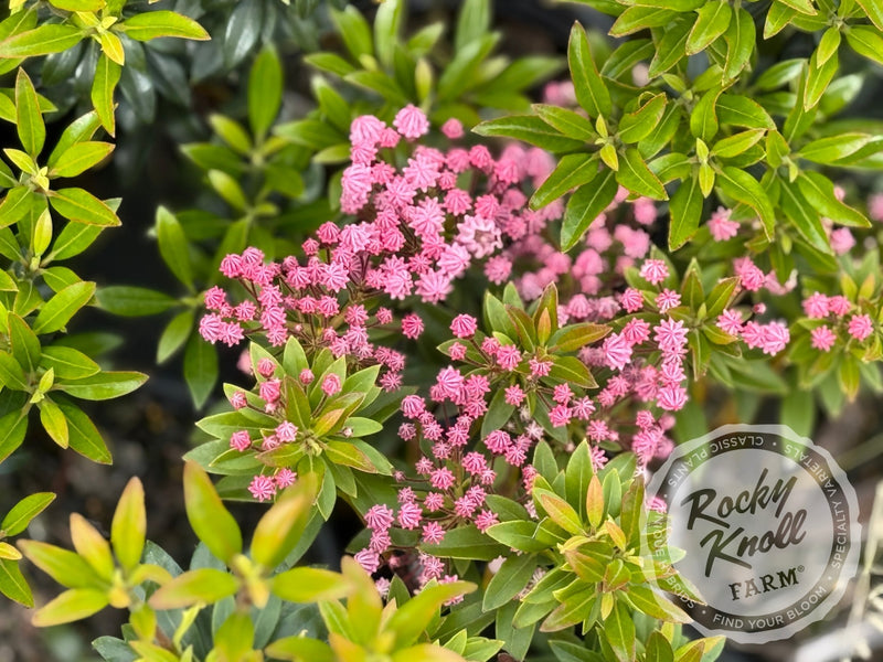 Kalmia latifolia 'Minuet' Mountain Laurel plant from Rocky Knoll Farm