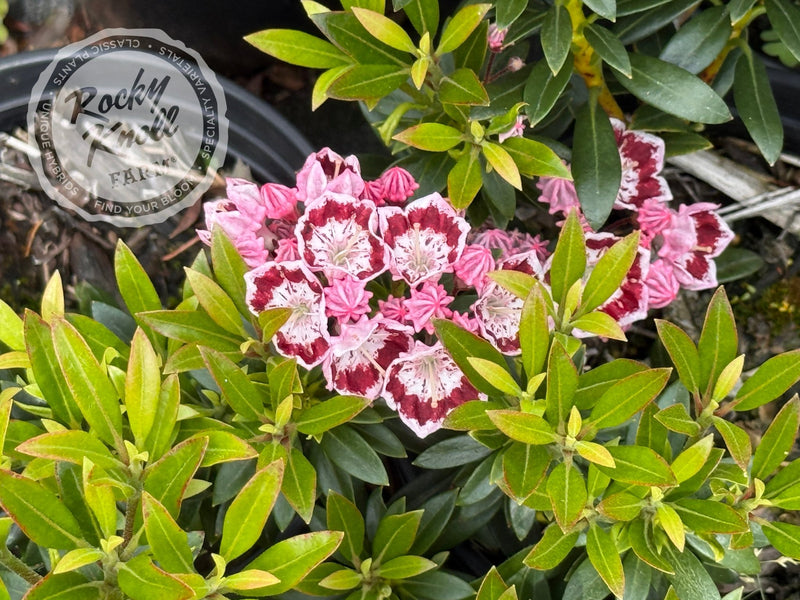 Kalmia latifolia 'Minuet' Mountain Laurel plant from Rocky Knoll Farm