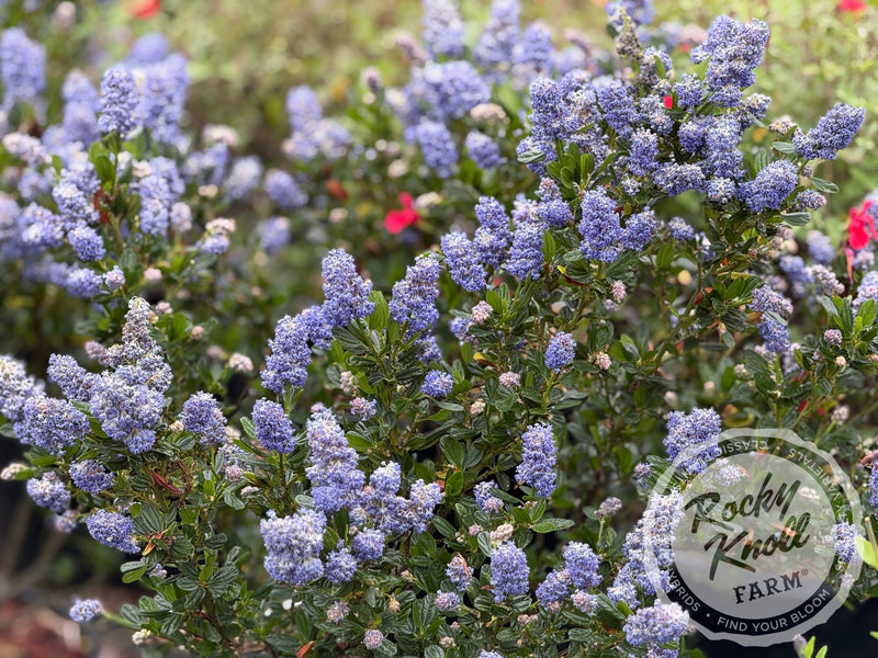 Ceanothus 'Victoria' (California Lilac) plant from Rocky Knoll Farm