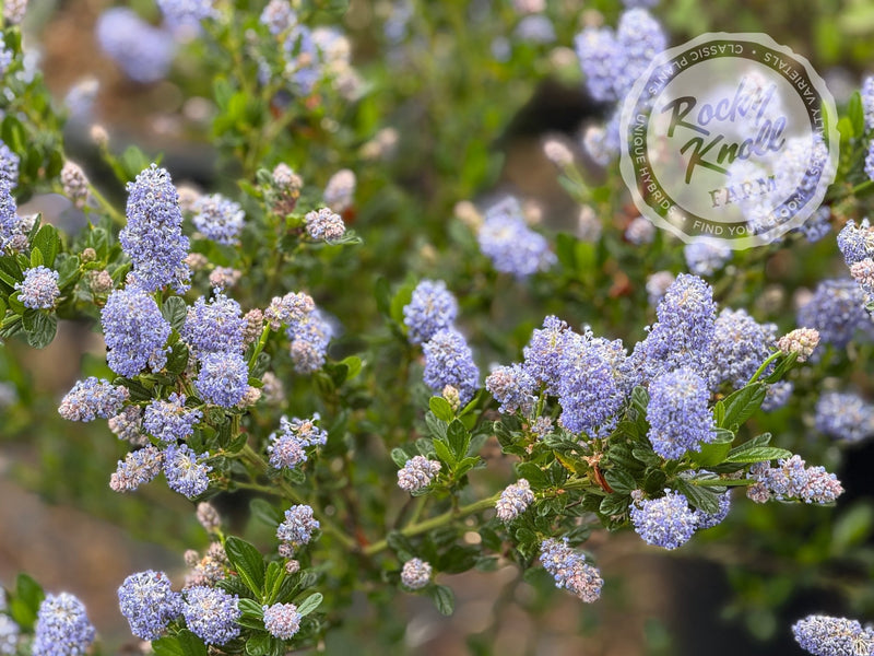 Ceanothus 'Victoria' (California Lilac) plant from Rocky Knoll Farm