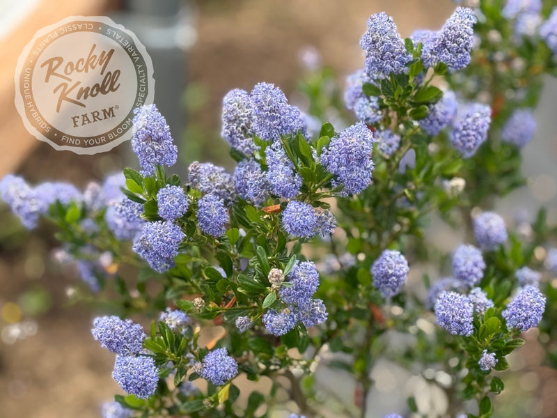 Ceanothus 'Victoria' (California Lilac) plant from Rocky Knoll Farm