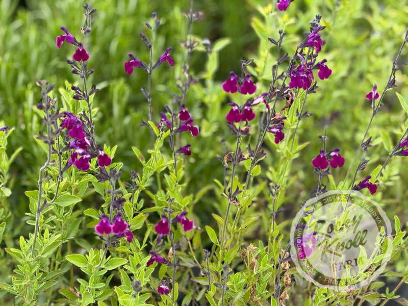 Salvia gregii 'Amethyst Lips' (Sage) plant from Rocky Knoll Farm