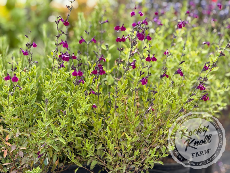 Salvia gregii 'Amethyst Lips' (Sage) plant from Rocky Knoll Farm