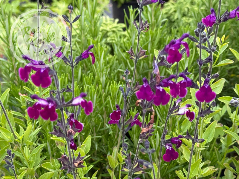 Salvia gregii 'Amethyst Lips' (Sage) plant from Rocky Knoll Farm