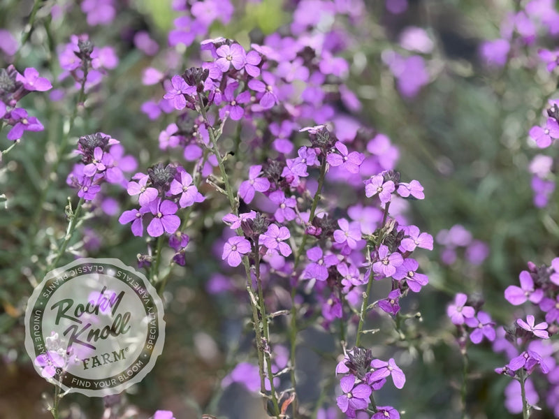 Erysimum 'Bowles's Mauve' (Wallflower) plant from Rocky Knoll Farm
