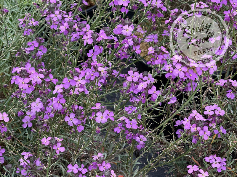 Erysimum 'Bowles's Mauve' (Wallflower) plant from Rocky Knoll Farm