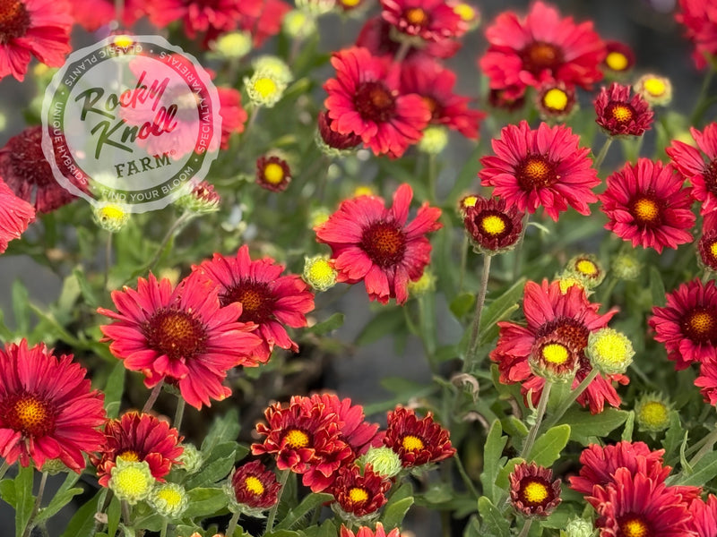 Gaillardia x grandiflora 'Mesa Red' plant from Rocky Knoll Farm